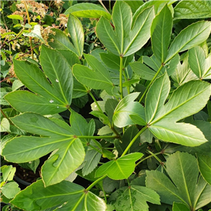Pseudopanax Adiantifolium 'Cyril Watson'